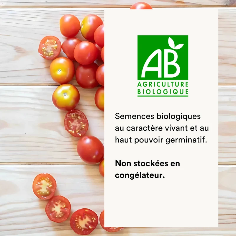 Tomate-Cerise Rouge Précoce Délice du Jardinier