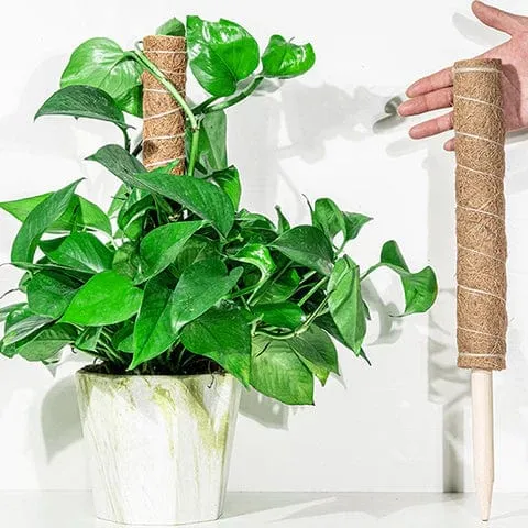 Tuteur pour Plante Grimpante Robuste (+50m de Ficelle Offert)