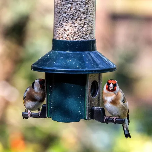 Distributeur de Nourriture Ultime pour Oiseaux