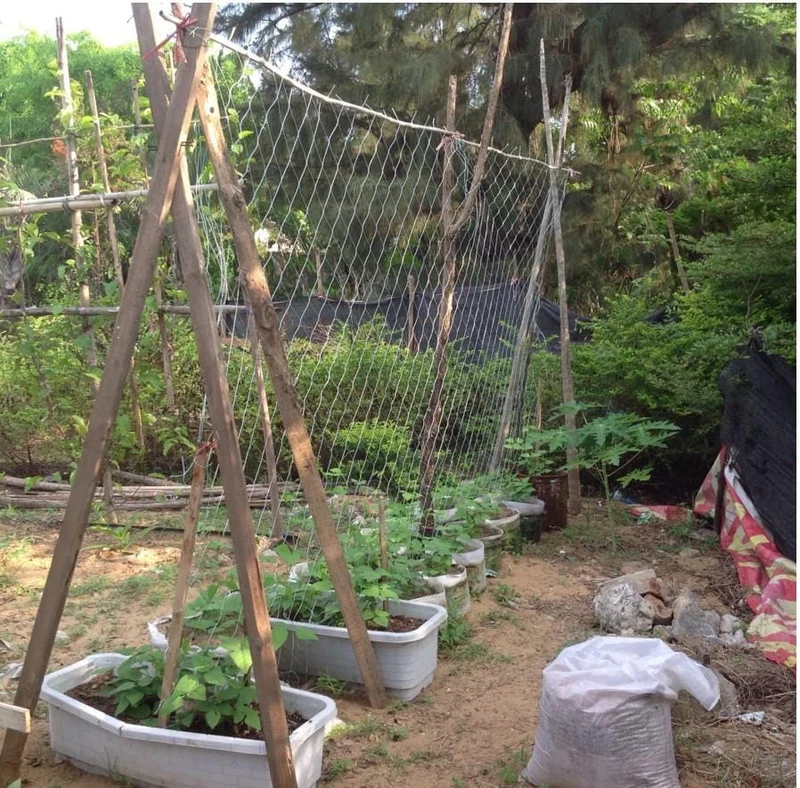 Filet de Soutien Premium pour Plantes Grimpantes
